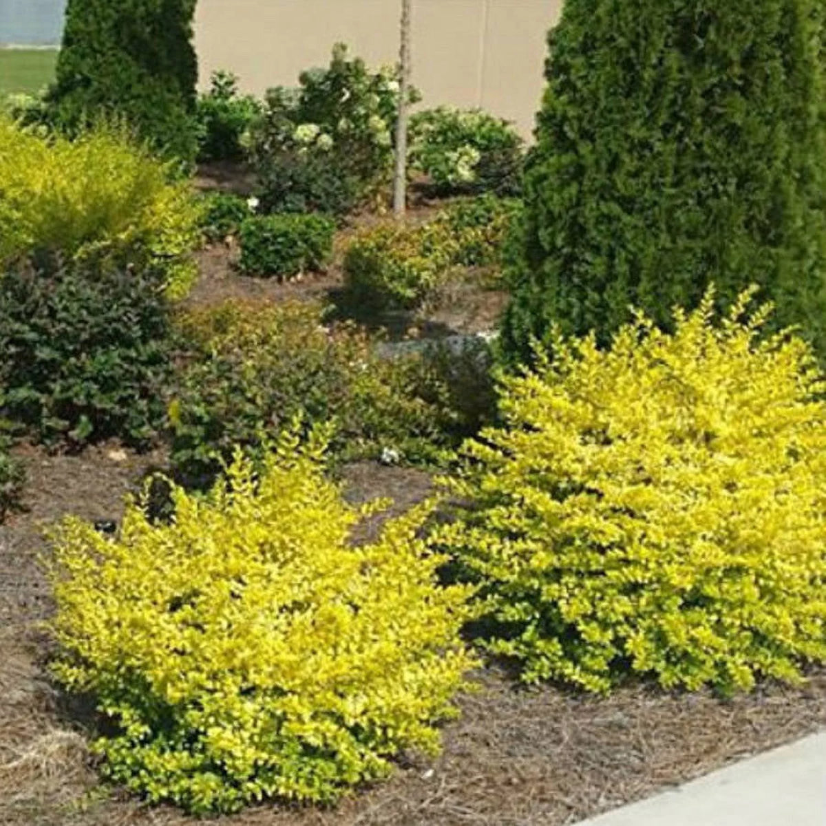 2 Gallon Evergreen Shrub with Bright Yellow Foliage W527469