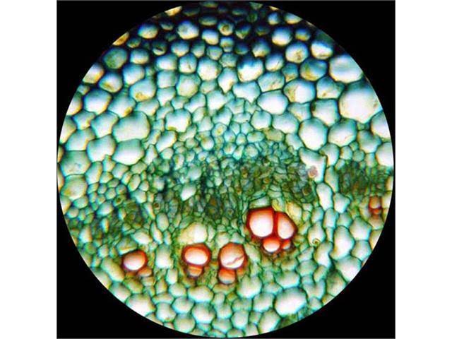 40X-1000X Monocular Biological Compound Microscope L5285