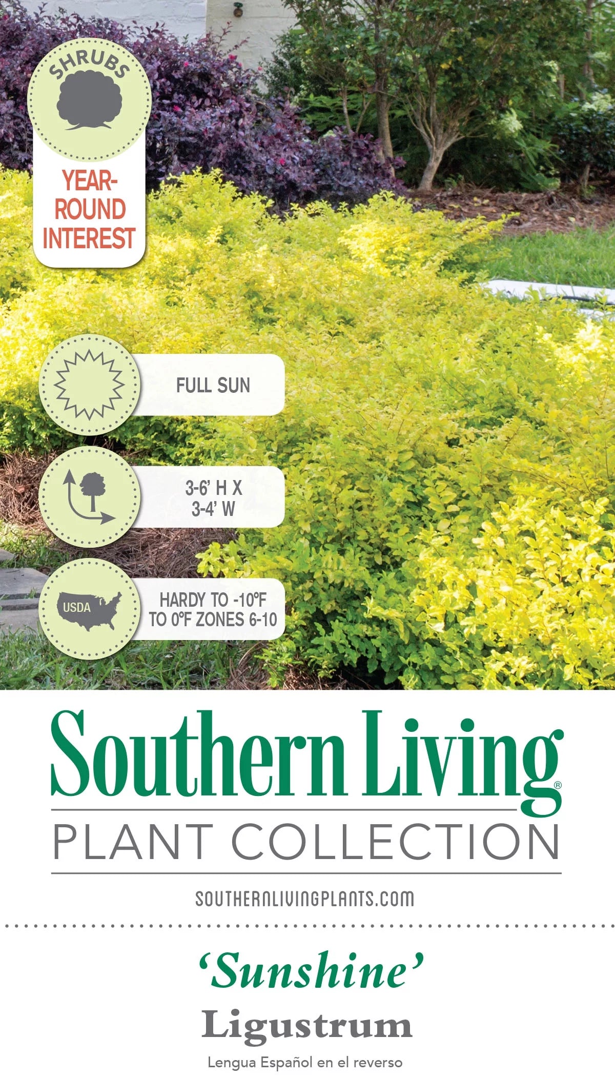 2 Gallon Evergreen Shrub with Bright Yellow Foliage W527469