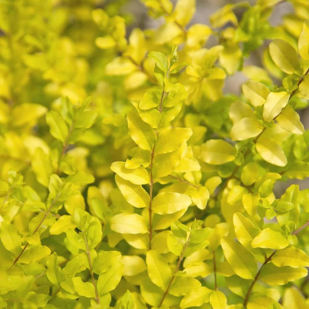 2 Gallon Evergreen Shrub with Bright Yellow Foliage W527469