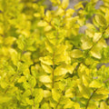 2 Gallon Evergreen Shrub with Bright Yellow Foliage W527469